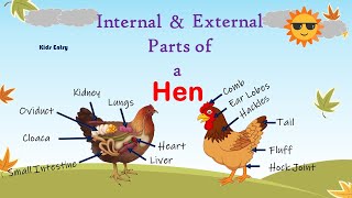 Parts of a Hen | Internal and External Parts of a Hen | Structure of a Hen | Body parts of a Hen