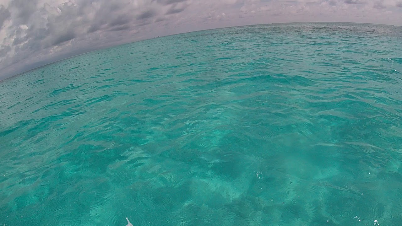 Alacranes reef, Yucatan Mexico. YouTube