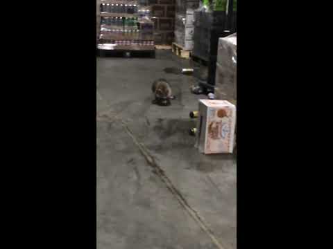 The Famous Drunk Raccoon. The Hilarious New York City Raccoon. The Funny Spontaneous  Narration.