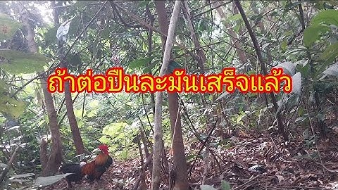 ต่อไก่ป่า dib qaib qus tuaj zoo kawg li