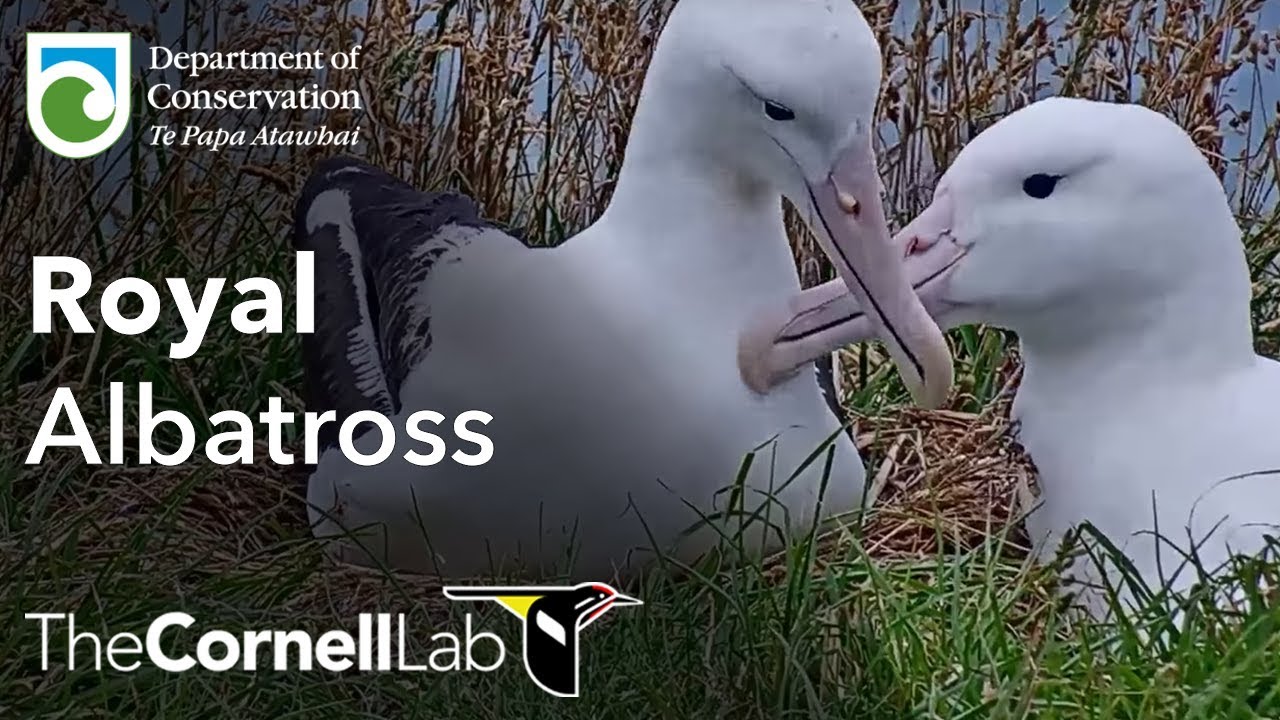 Live Royal Albatross Cam - #RoyalCam - New Zealand Dept. of Conservation | Cornell Lab