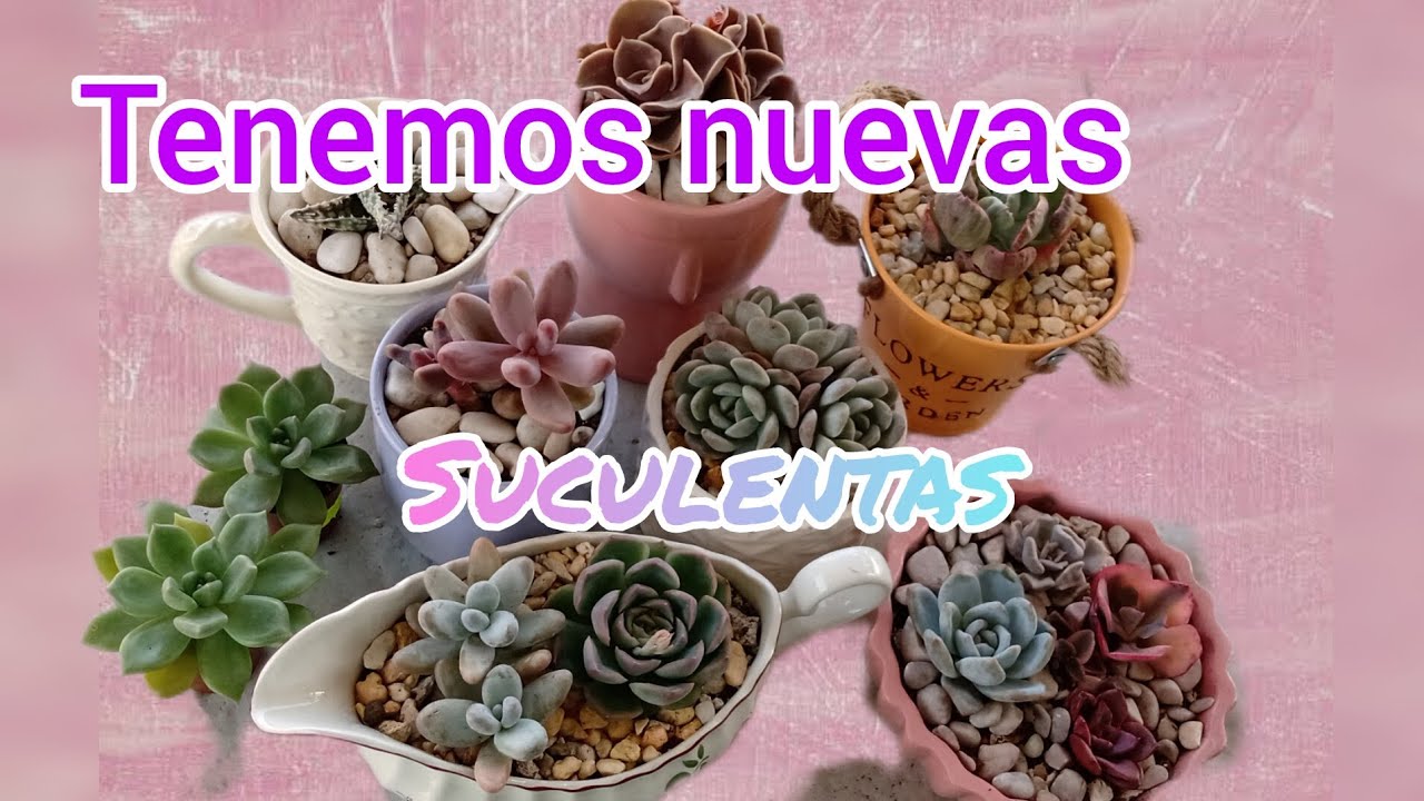 Por fin llegaron las nuevas #suculentas
