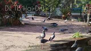 Dil To Hai Dil  Harmonica  Innerharpings