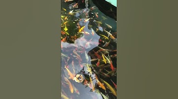 Hồ cá koi tuyệt đẹp,Beautiful koi pond #cakoidep #cákoiviệtnam #cakoi #cakoinhat #cakoimuzik