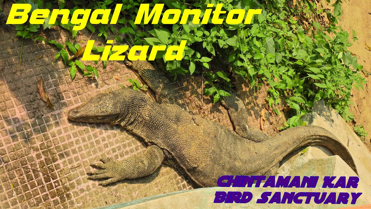 Very Big Bengal Monitor Lizard in Chintamani Kar Bird Sanctuary II CKBS