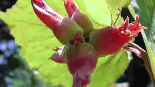 The Health Benefits of Filbert or Corylus maxima