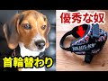 犬の首輪より安全で機能性に優れたハーネスを初試用・レビュー