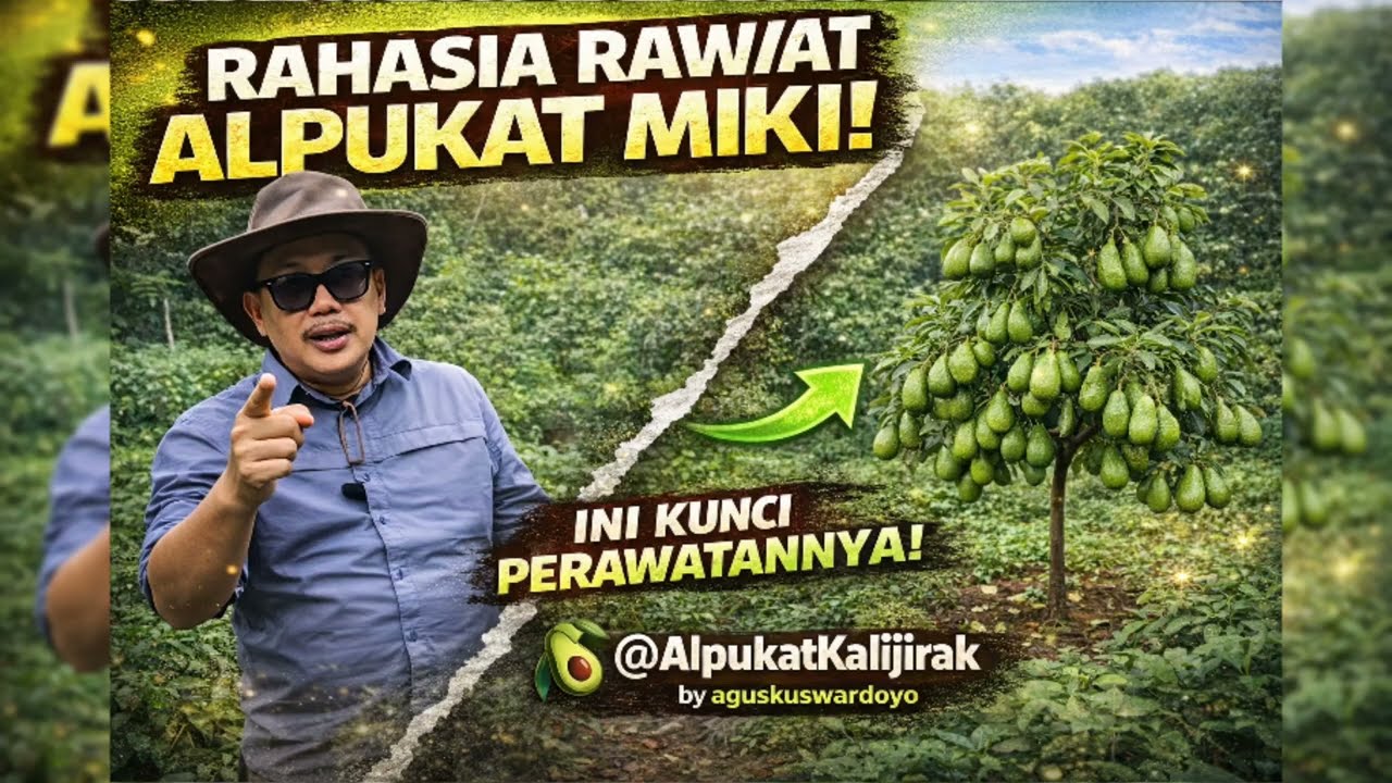Rahasia Alpukat Miki Berbuah Terus #avocadotree #buah #pertanian 