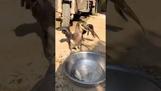 Famous #Duck#fish#wild#discovery#python#snakes Dusck vs fish Profile