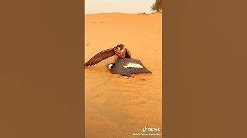 Falcon Shaheen Hunting صيد الصقور شاهين 