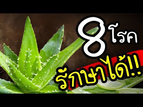 วีดีโอ: วิธีง่ายๆ ในการรักษาความสดของต้นว่านหางจระเข้: 12 ขั้นตอน