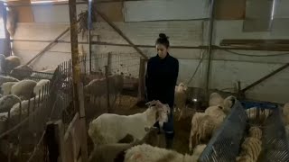 Goat And 2 Sheep Slaughteri̇ng