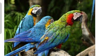 Beautiful Birds 🐓 jigsaw puzzles games 🎯🎯 screenshot 1