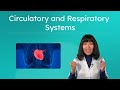 Journey Through Your Body's Circulatory And Respiratory Systems