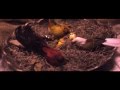 Cisco Adler - Hypnotize ft. Matisyahu (Official Video)