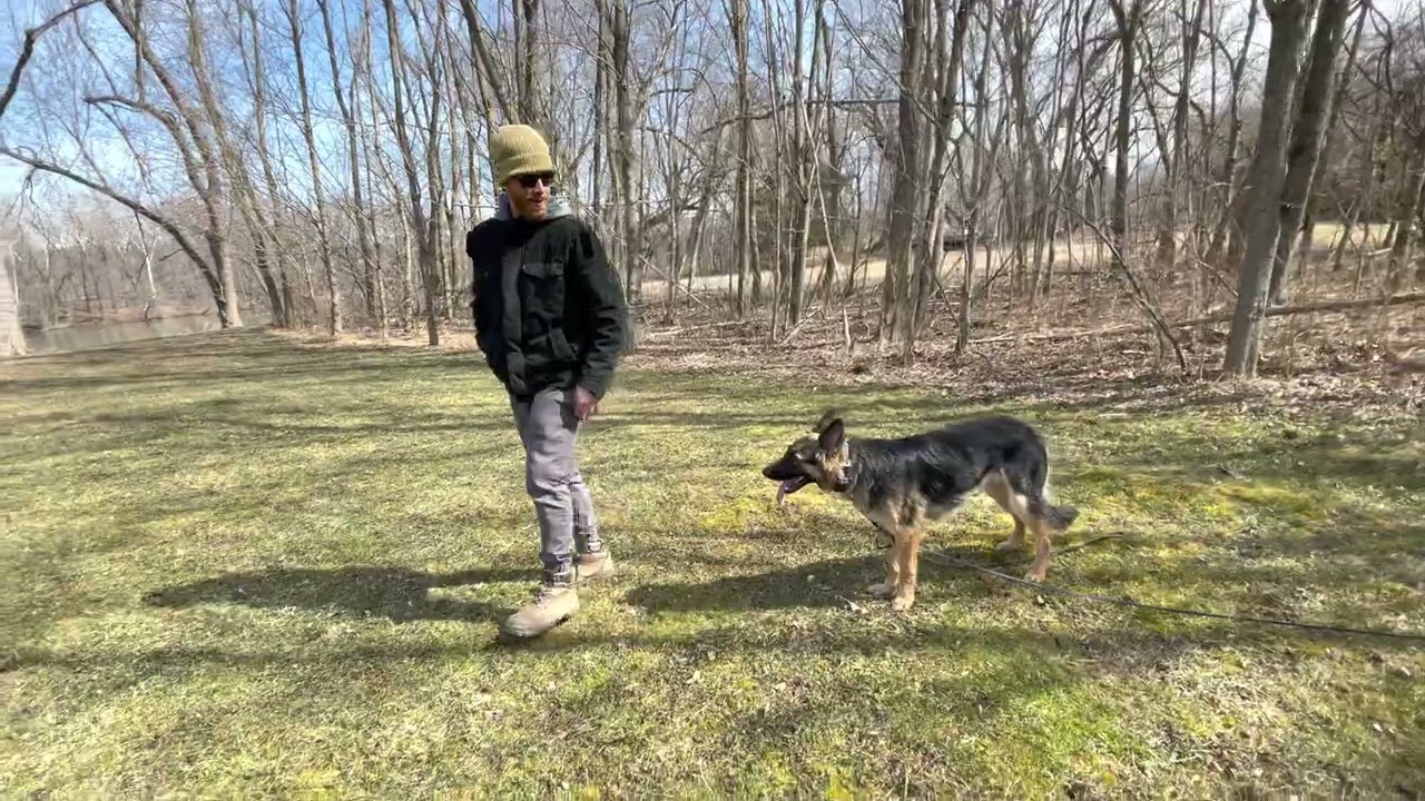 Outside ecollar obedience and mindset work with Charlie the GSD