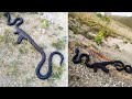 15 Craziest Things Swallowed By A Snake