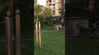 Area Sungai Sava 19 shorts Sava dunav belgrade atsoryindserbia