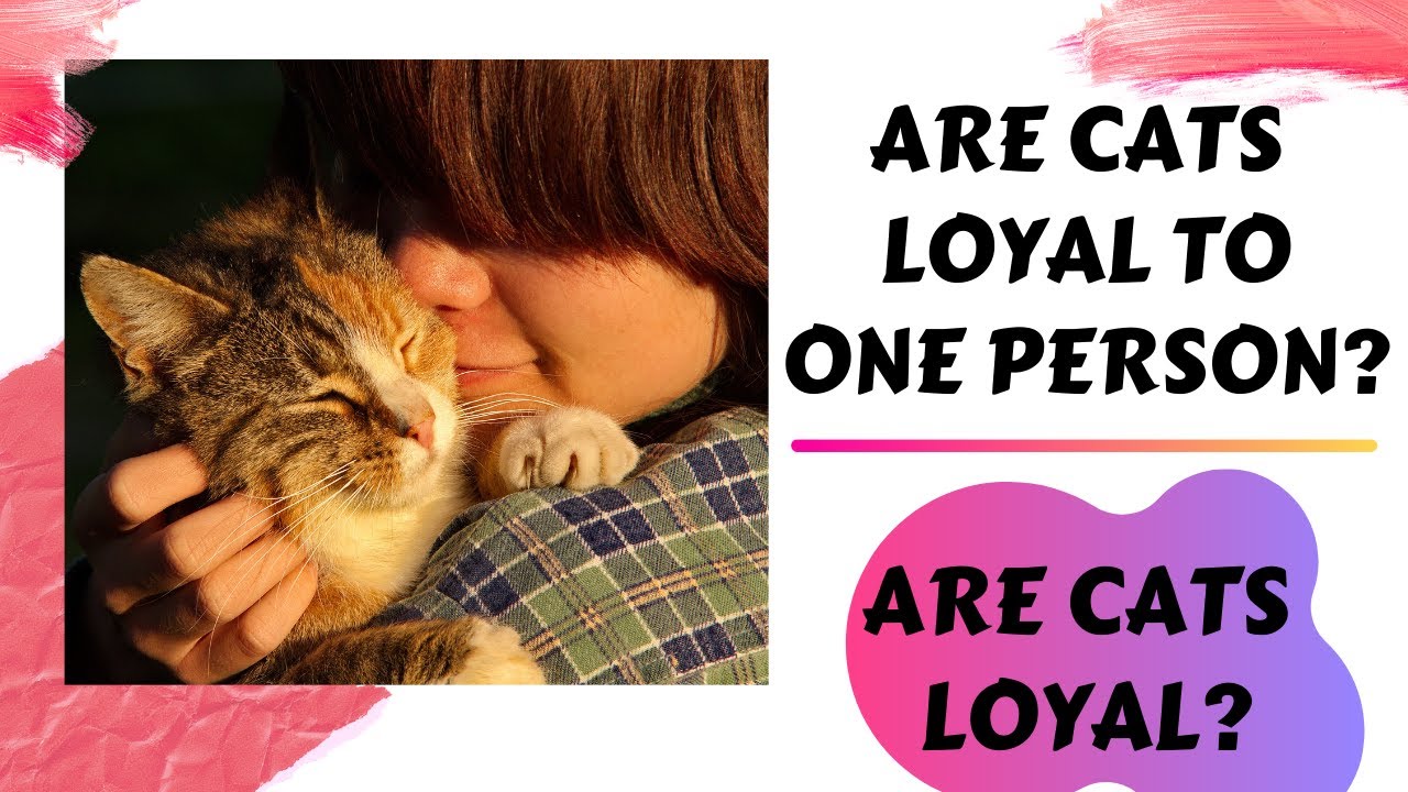 Are cats loyal? Are cats less loyal than dogs? Are cats loyal to