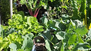 Winter Desert Gardening Success. You Can Do It! #garden #wellness