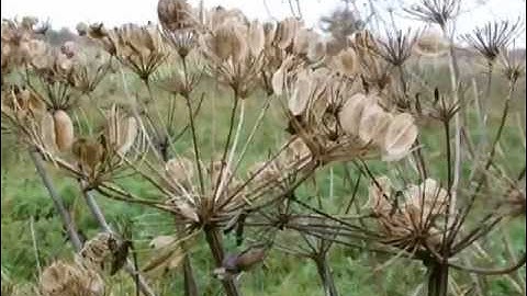 Foraging hogweed seeds. Spice up your life!