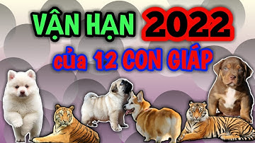 Vận Hạn 2022 của 12 Con Giáp #tý #sửu #dần #mão #thìn #tị #ngọ #tị #mùi #thân #dậu #tuất #hợi