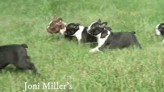 Joni Miller's Boston Terrier Puppies