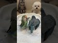 “This bird is OUT OF CONTROL 😭”“shorts #viralshorts #foryou #trendingshorts #Funtv