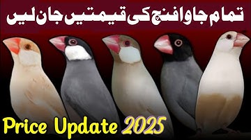 All java sparrow price 2025 | fawn jawa opal java white java silver java price
