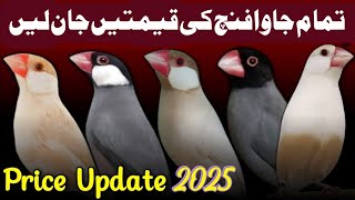All java sparrow price 2025 | fawn jawa opal java white java silver java price