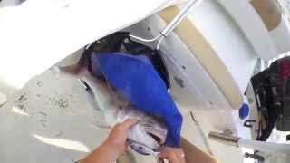 Snapper on Soft Vibe screenshot 5