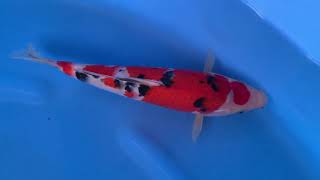 No14 Sanke 29cm