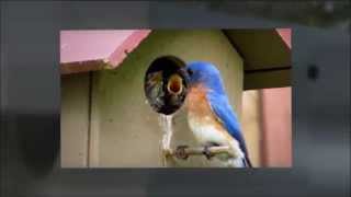 Wild Bird Store Online