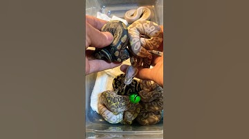 🐍First Shed!🧪 #molinarosnakelab #reptiles #babysnakes #shorts #snakebreeder #python #pitone #snake