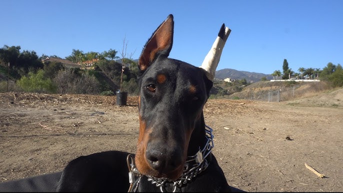 Our Dog, Doberman Puppy Kylo: 3 To 9 Months Of Age - Youtube