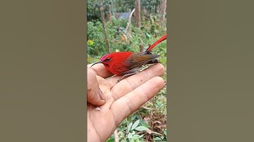 Burung terganas pada suara Pancingan Burung Hutan #birds #nature #suaraburungkecil