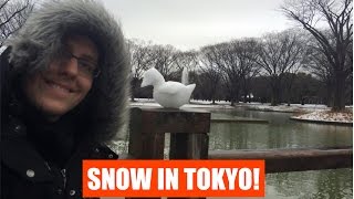 SNOWY HARAJUKU! Jan. 18 2015 Snow in Tokyo!