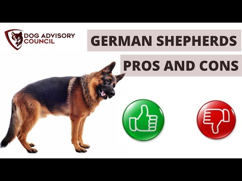 German Shepherd Dogs: Pros and Cons [Expert Opinion]