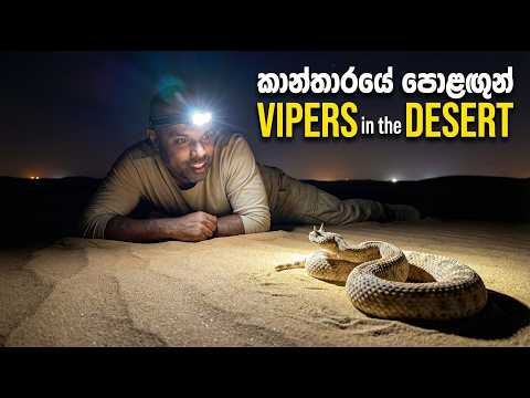 කාන්තාරයේ පොළඟුන් Vipers in the Desert | Dr. Ru Somaweera | #යංසත්තුබලන්න #rugoeswild