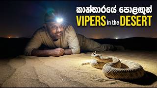 කාන්තාරයේ පොළඟුන් Vipers in the Desert | Dr. Ru Somaweera | #යංසත්තුබලන්න #rugoeswild screenshot 4