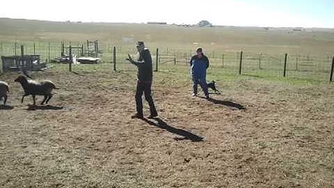 Ripley herding instinct test pt. 1