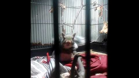 More squirrel madness