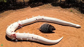 Epic Showdowns: Porcupine vs Giant Pythons 🦔🐍 | White, Red, Green & Yellow Serpent Battles