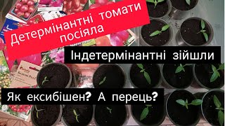 Томати! Посіяла детермінантні. Індетермінантні сходять! Як моя цибуля ексибішен та розсада перцю?