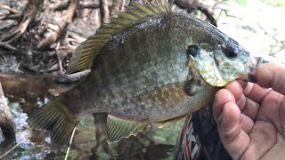 Satilla River Bluegill and Shellcracker! Panfishing at its Finest!!!