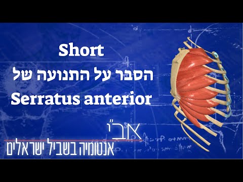 איך מפעילים את השריר Serratus anterior