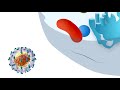 Virus-Cell Interactions Part 1: Productive vs. Non-Productive