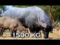 Giant Swamp Buffalo from Thailand