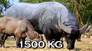 Giant Swamp Buffalo From Thailand