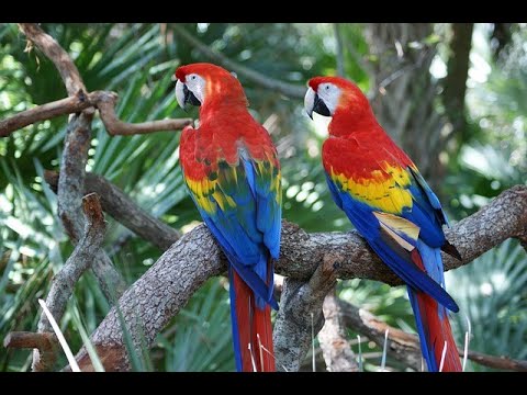 COMO SE DICE GUACAMAYO EN INGLÉS